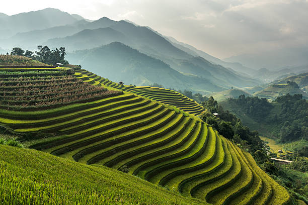 Battambang Rice Fields