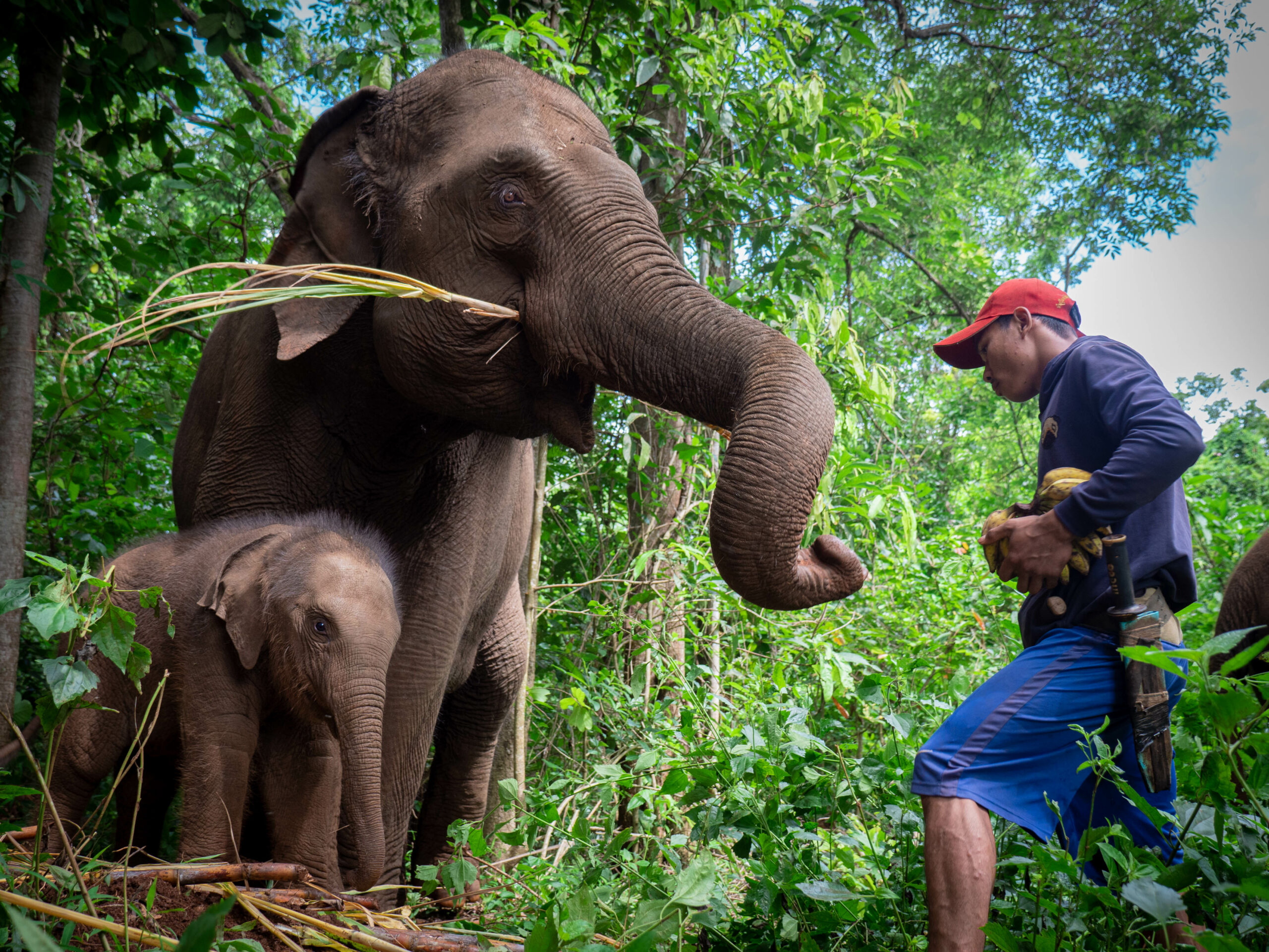 Mondulkiri Elephant Sanctuary