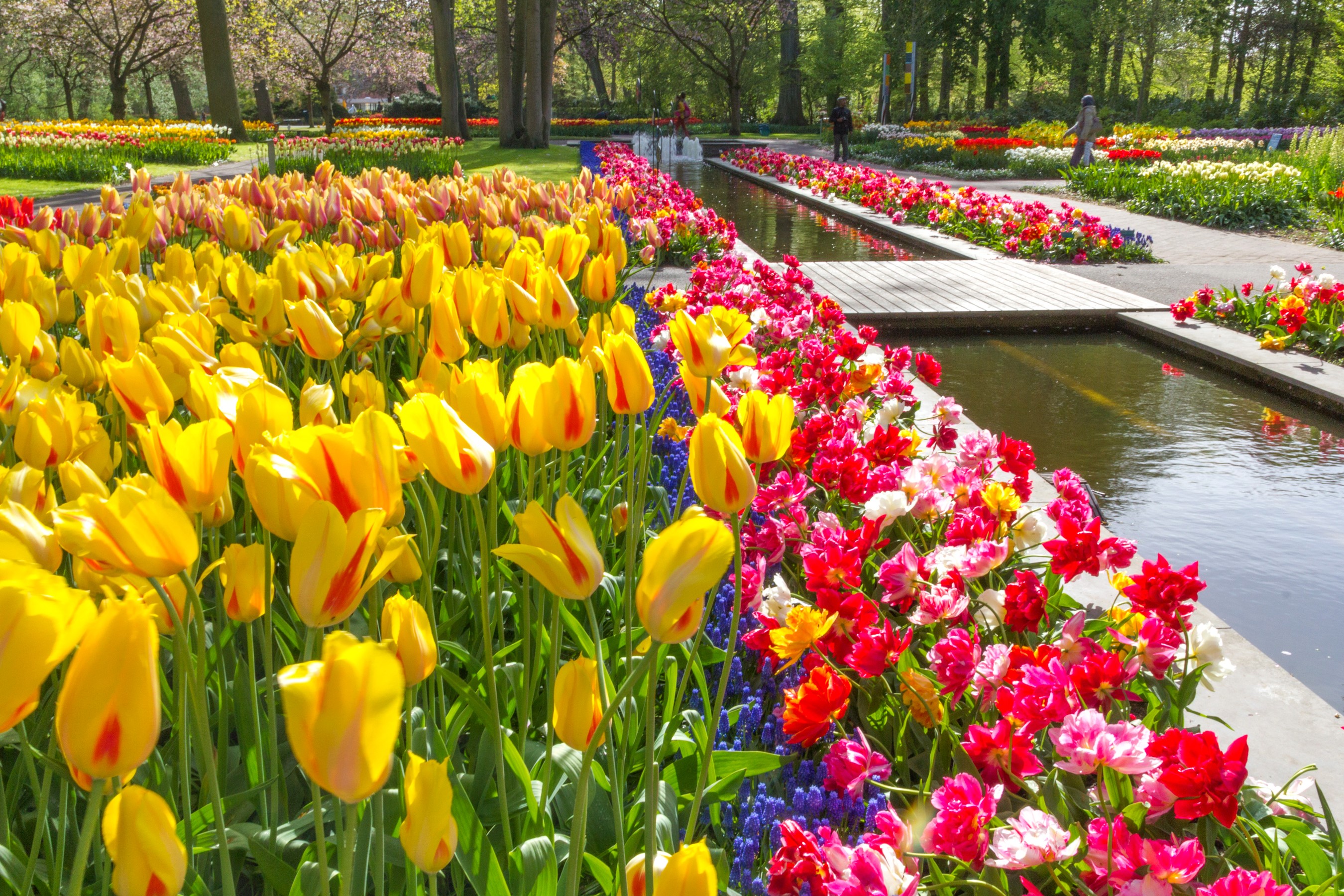 Keukenhof Gardens