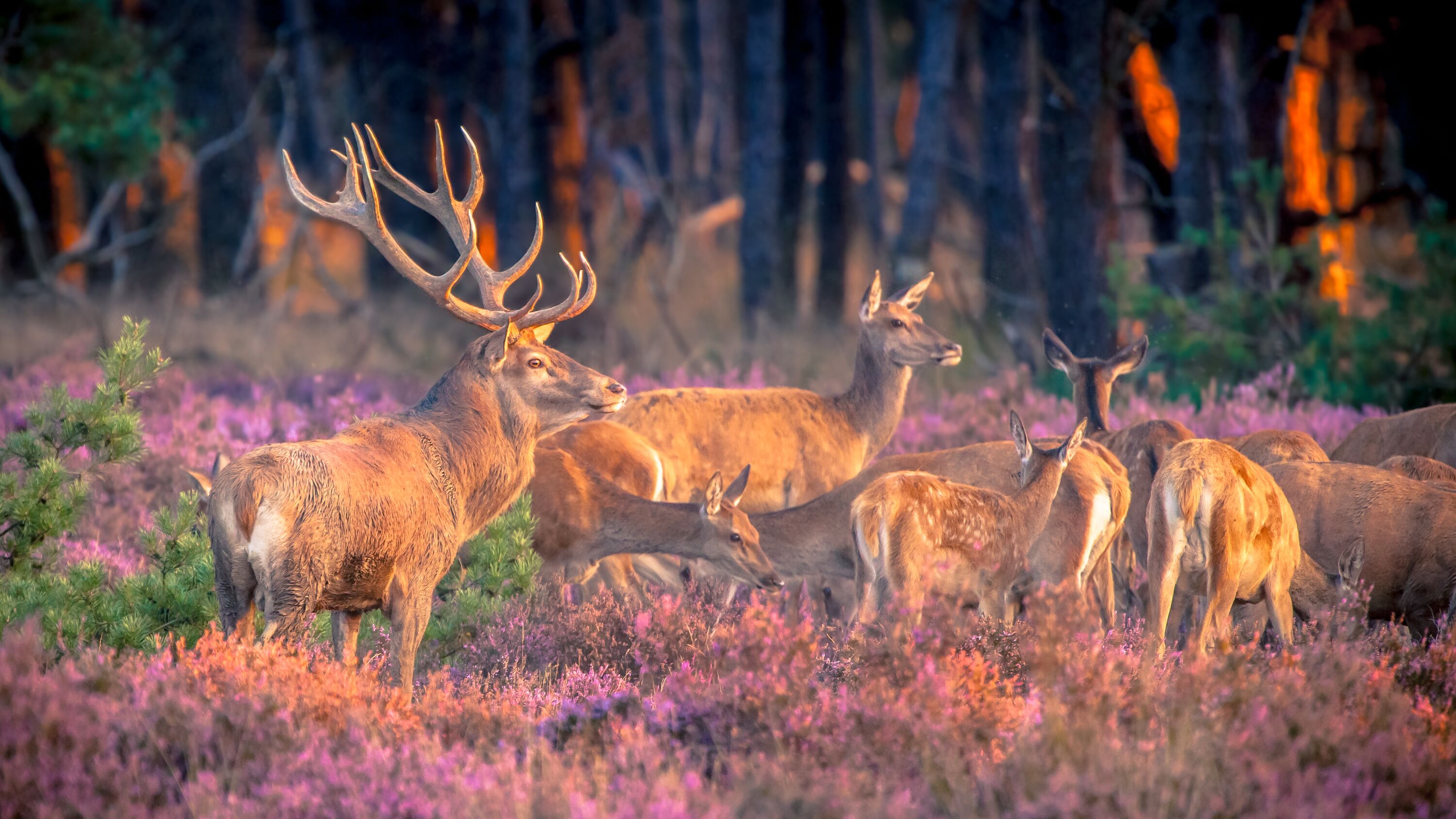Hoge Veluwe National Park