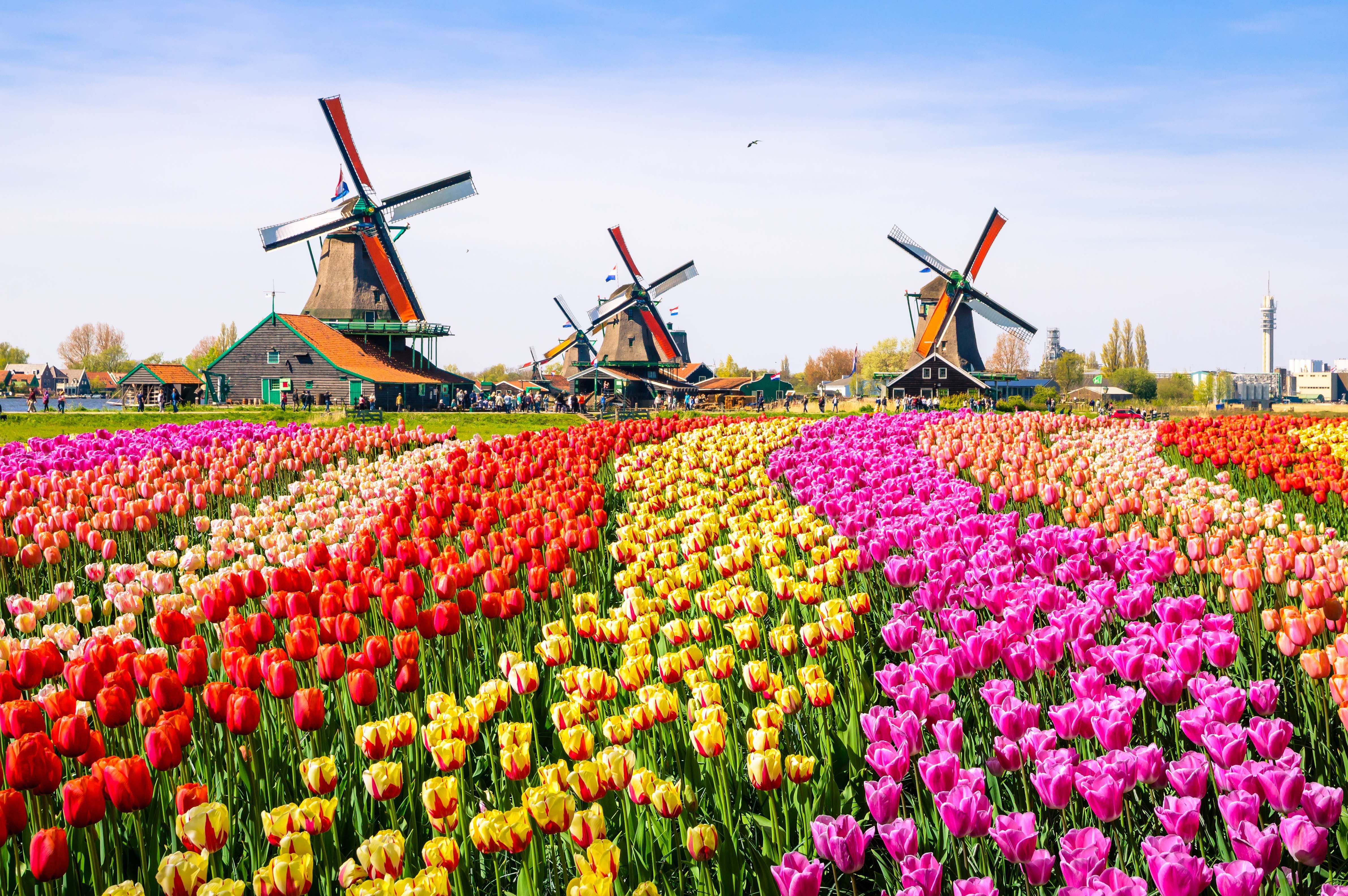 Kinderdijk Windmills